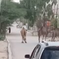 Camels regulary roam the streets in Hargeisa, Somaliland