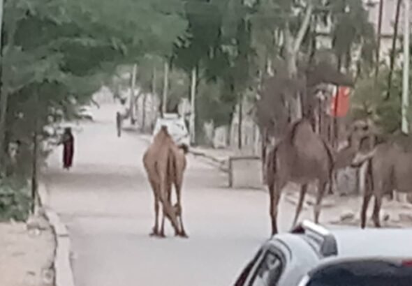 Camels regulary roam the streets in Hargeisa, Somaliland