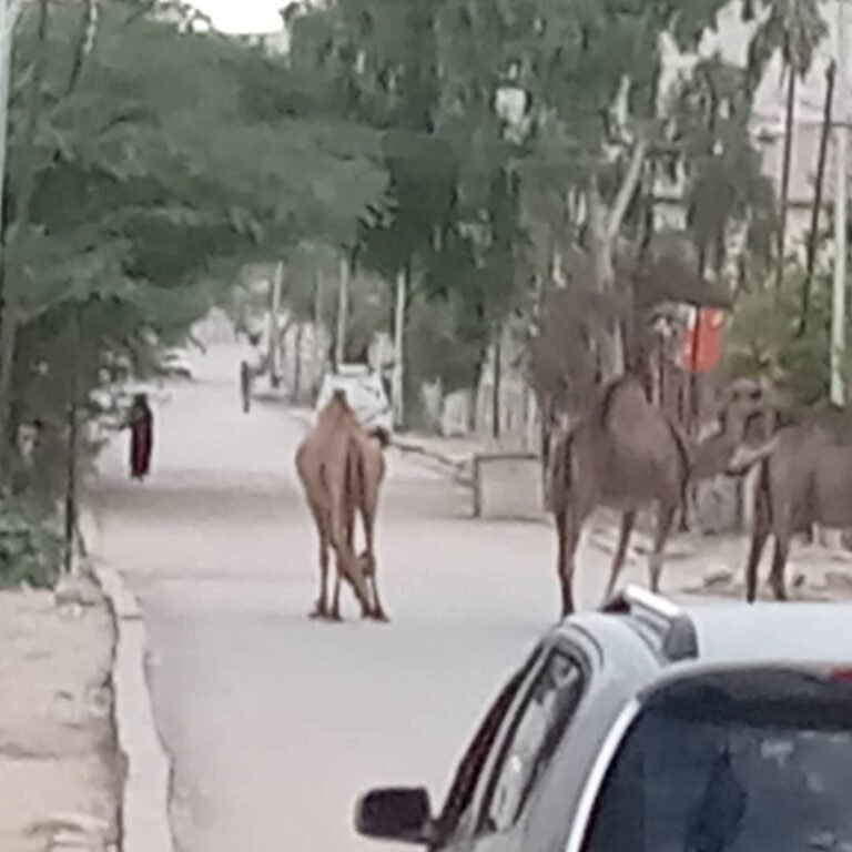 Camels regulary roam the streets in Hargeisa, Somaliland