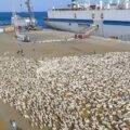 Livestock being loaded on to ships at Somaliland’s port of Berbera