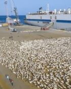 Livestock being loaded on to ships at Somaliland’s port of Berbera 