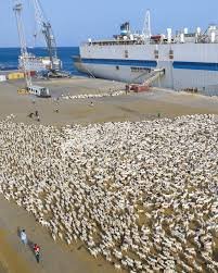 Livestock being loaded on to ships at Somaliland’s port of Berbera